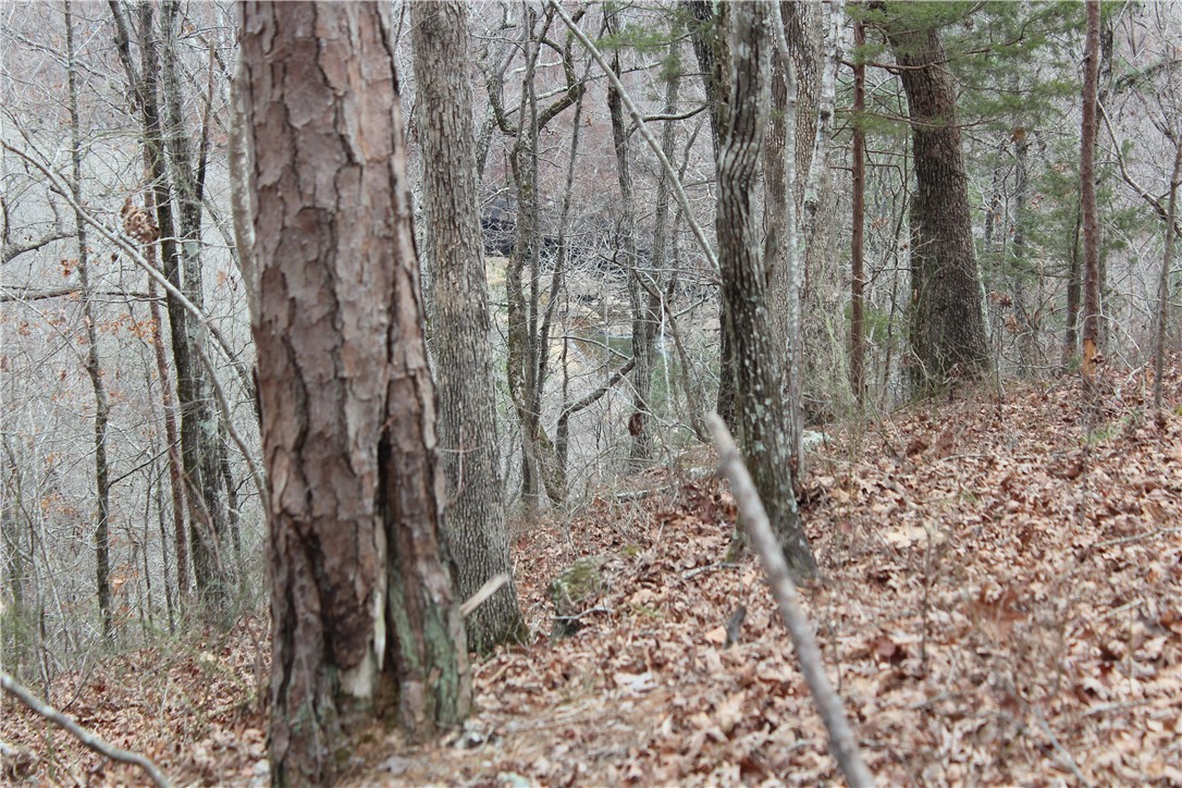 0 Old Brewer Road South Edgemont, AR 72044 - Photo 57 of 60 View of woods