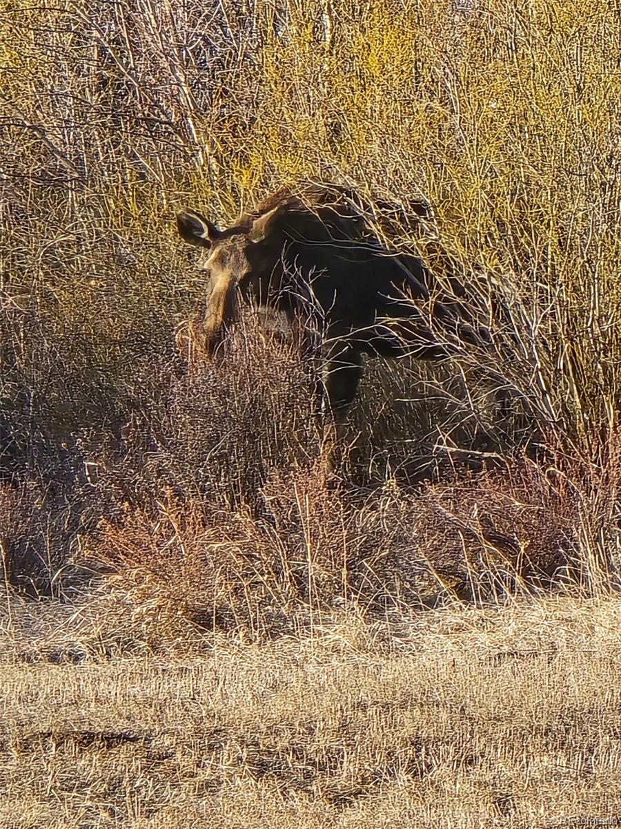 454 Smith Road Bailey, CO 80421 - Photo 16 of 24