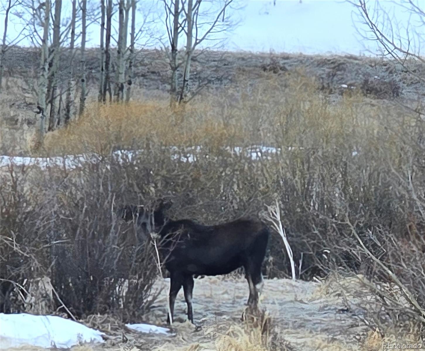 454 Smith Road Bailey, CO 80421 - Photo 19 of 24 a view of lake with tree