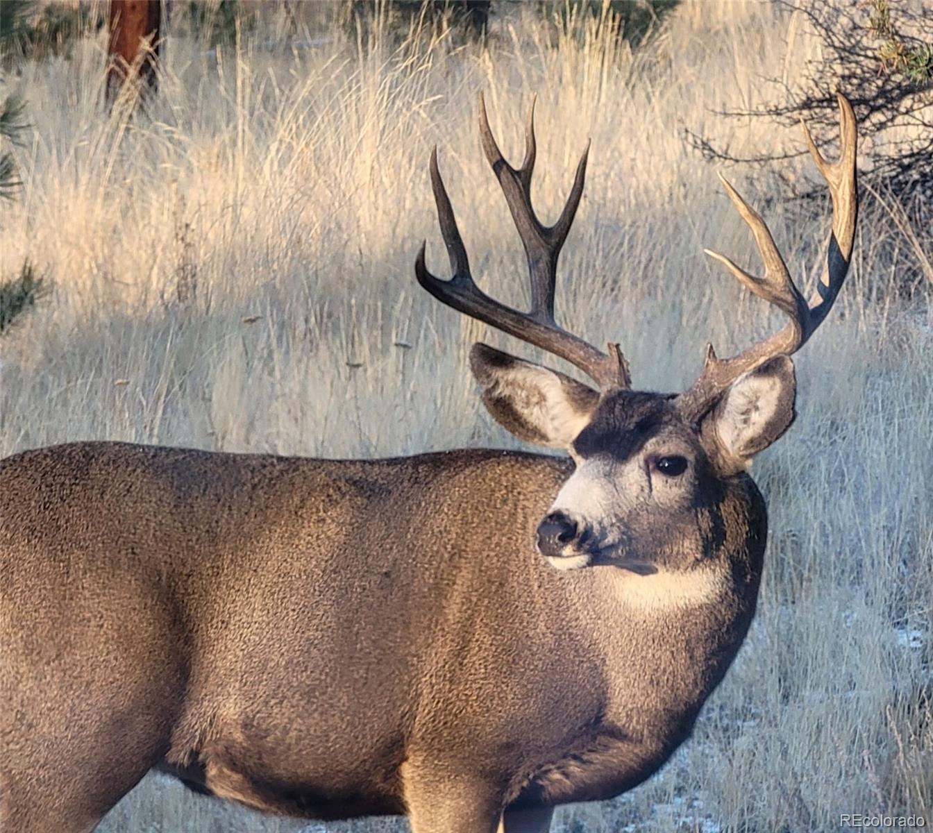 454 Smith Road Bailey, CO 80421 - Photo 20 of 24