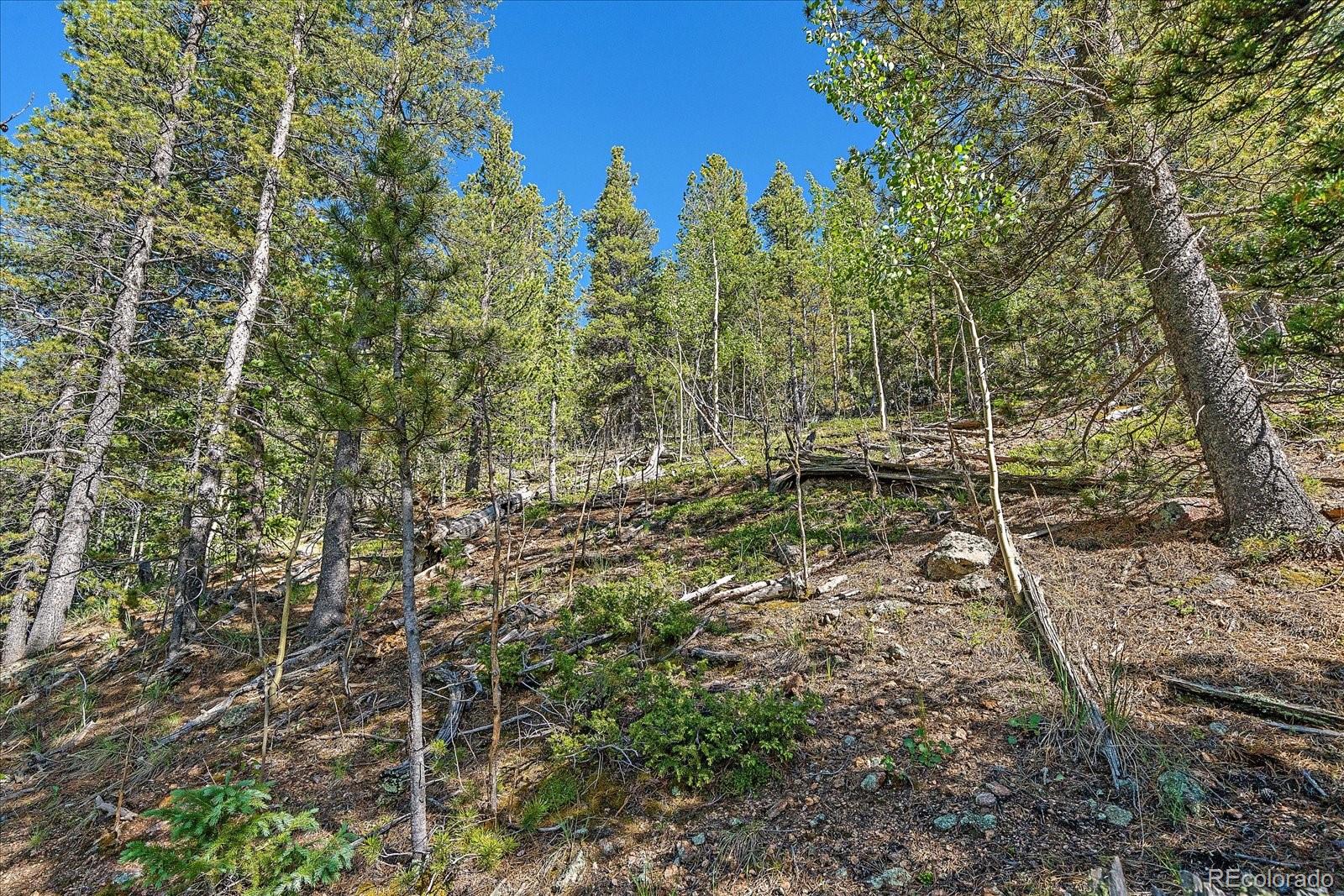 454 Smith Road Bailey, CO 80421 - Photo 2 of 24 a view of a forest with a tree