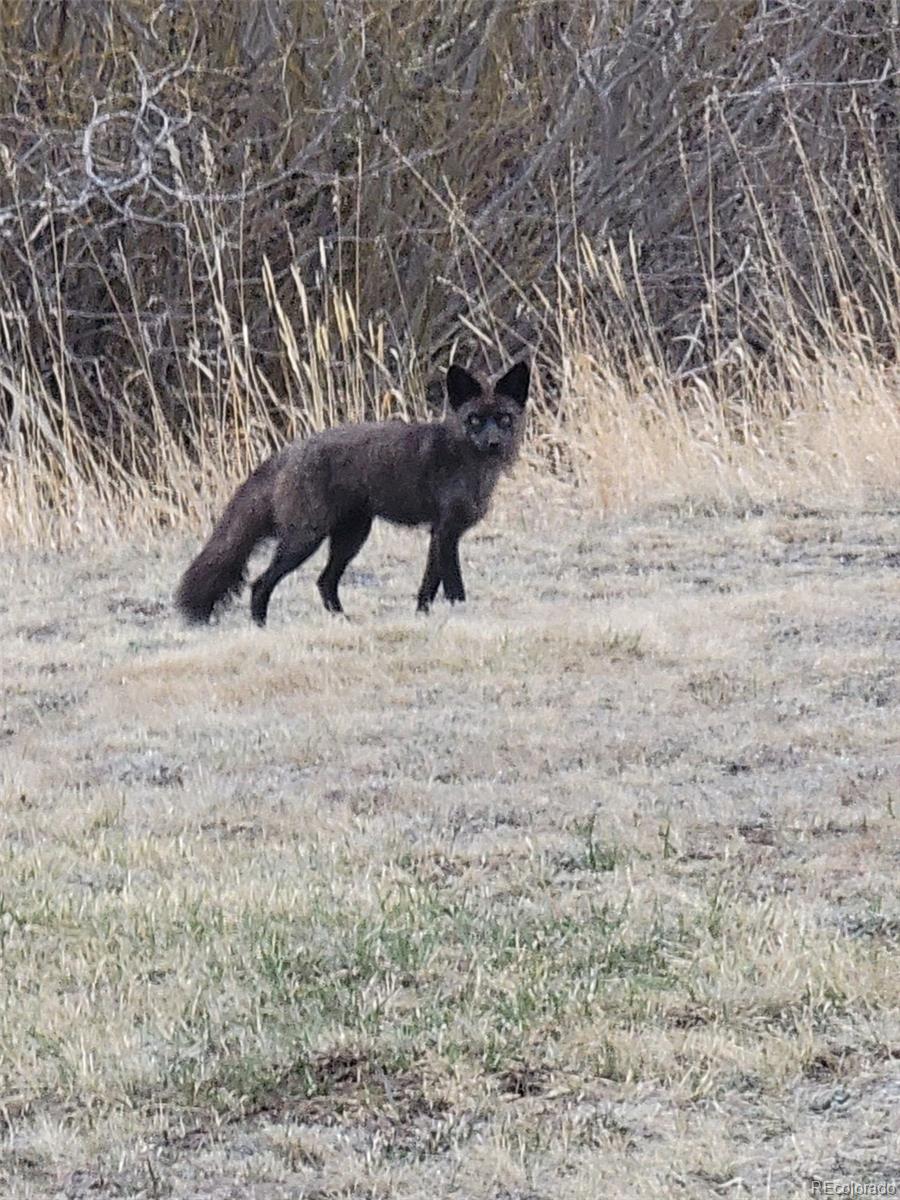 454 Smith Road Bailey, CO 80421 - Photo 21 of 24 a view of wooden fence and trees