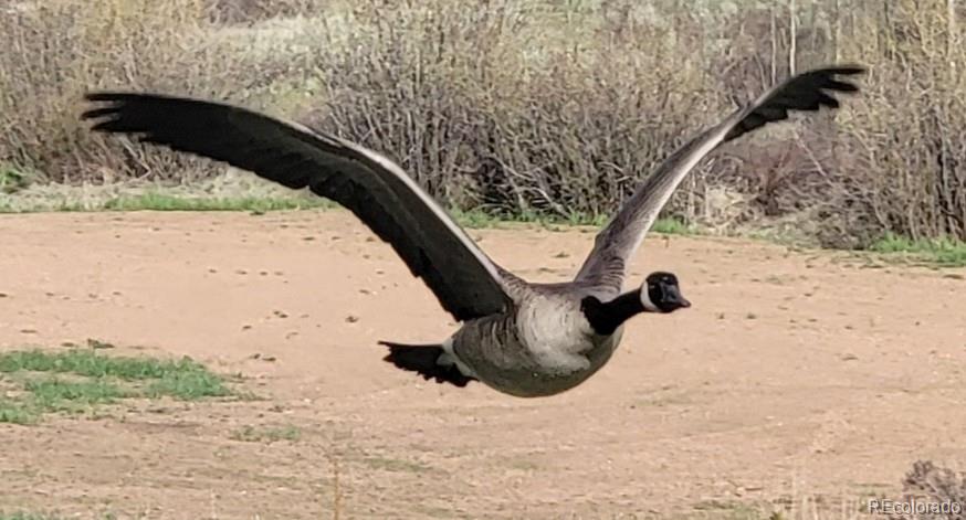454 Smith Road Bailey, CO 80421 - Photo 22 of 24 a close up of a snow on the wall