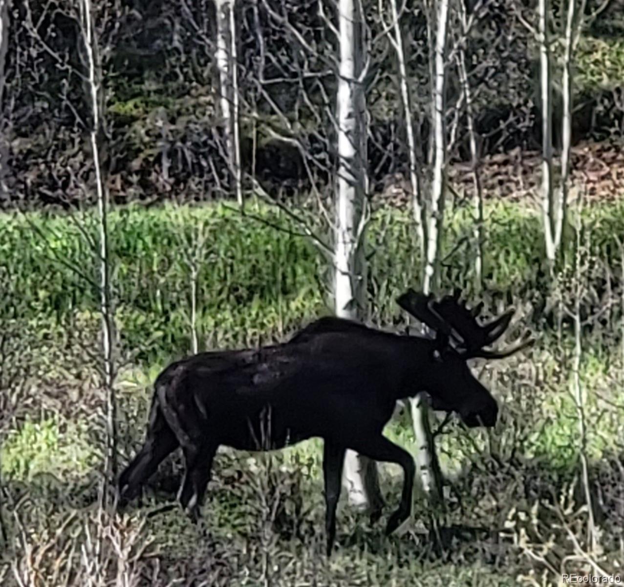 454 Smith Road Bailey, CO 80421 - Photo 24 of 24 a view of a bench in a forest