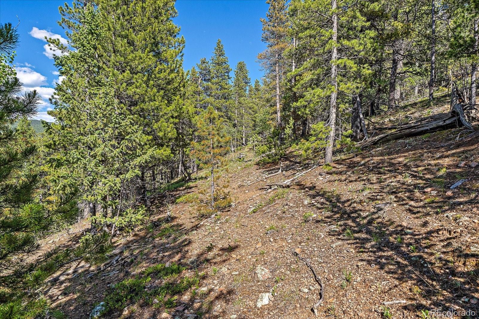 454 Smith Road Bailey, CO 80421 - Photo 5 of 24 a view of a large yard with lots of bushes