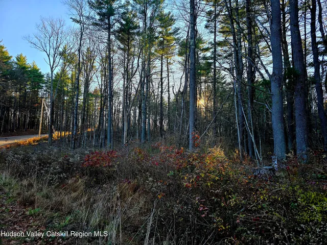 a view of backyard with tree