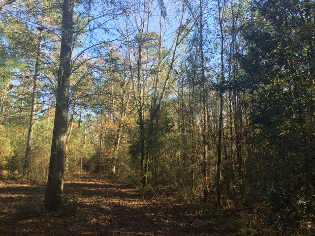 ... East Salem Road Tylertown, MS 39667 - Photo 1 of 1 Main View