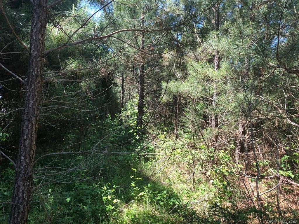 1501 Stinson Road Lancaster, SC 29720 - Photo 4 of 14 a view of a forest with a tree