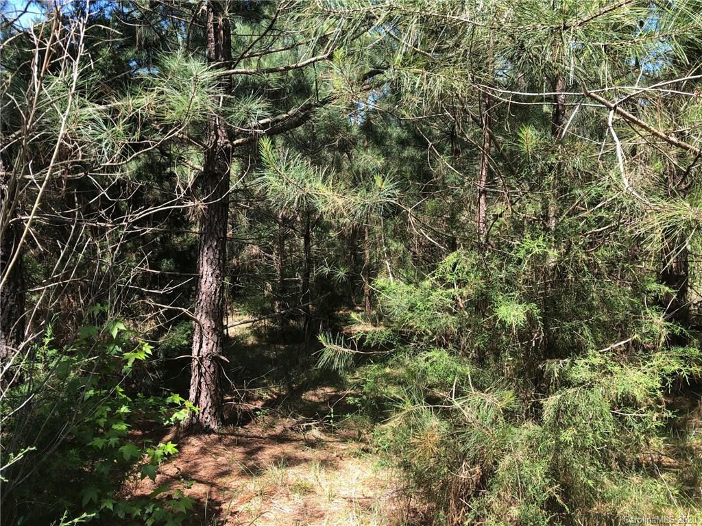 1501 Stinson Road Lancaster, SC 29720 - Photo 5 of 14 a view of a tree