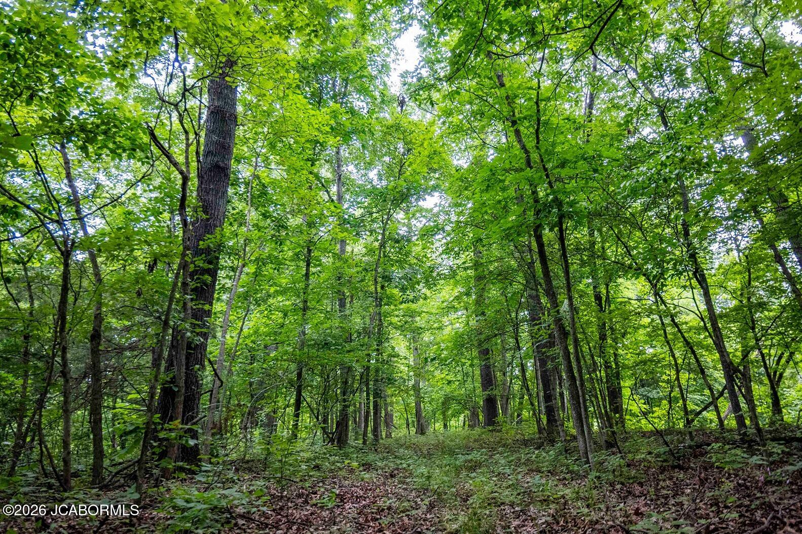 Tbd Talley Road Hartsburg, MO 65039 - Photo 82 of 106