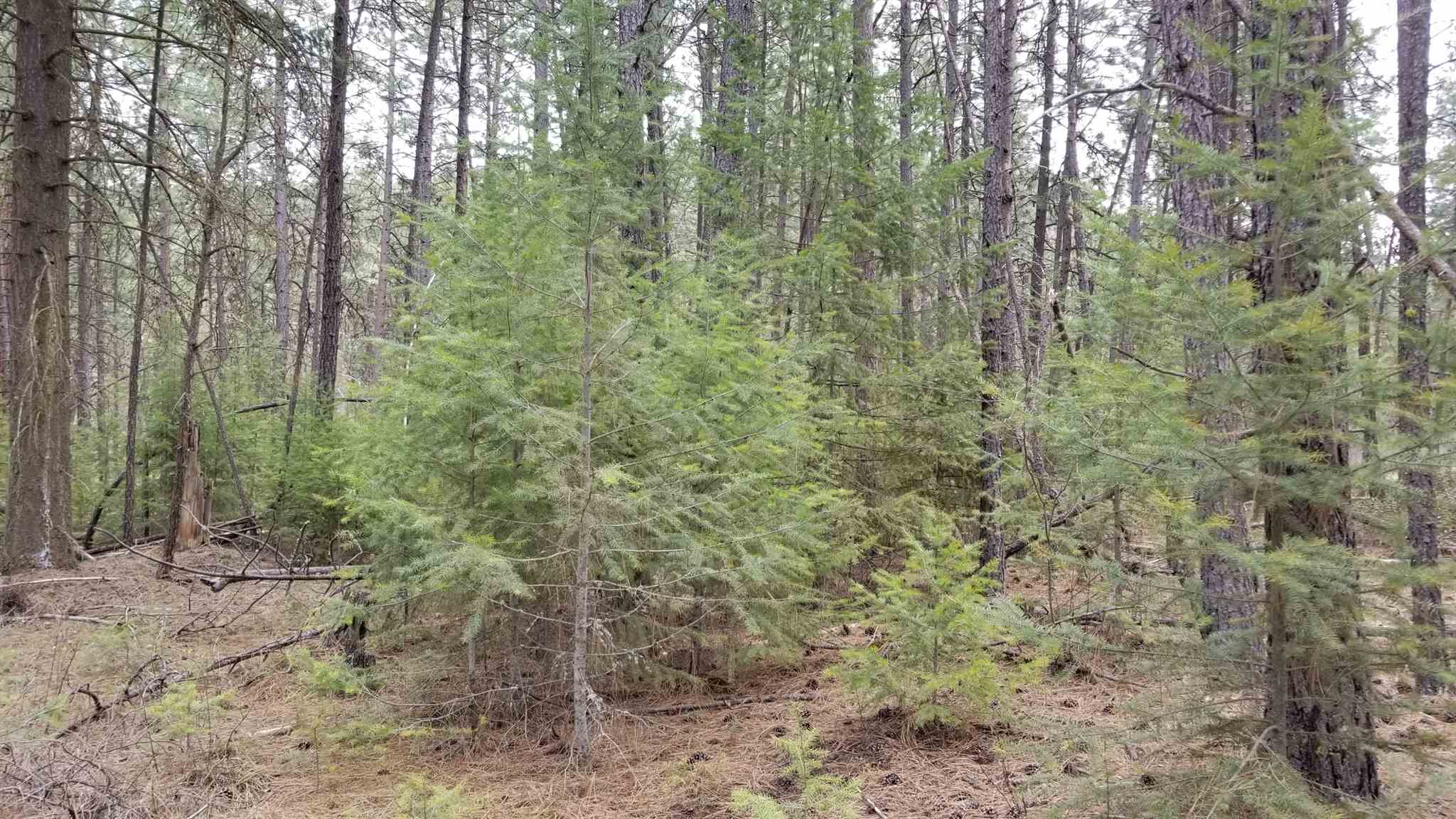 Tbd West Long Lake Road Ford, WA 99013 - Photo 13 of 16
