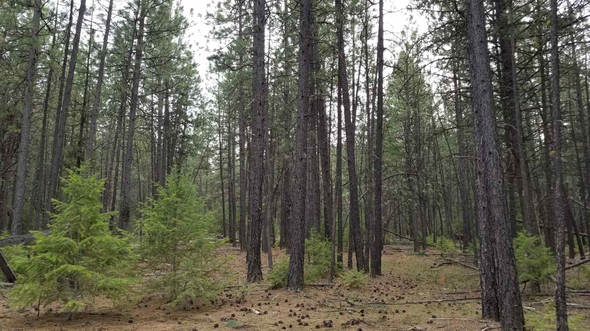 Tbd West Long Lake Road Ford, WA 99013 - Photo 14 of 16