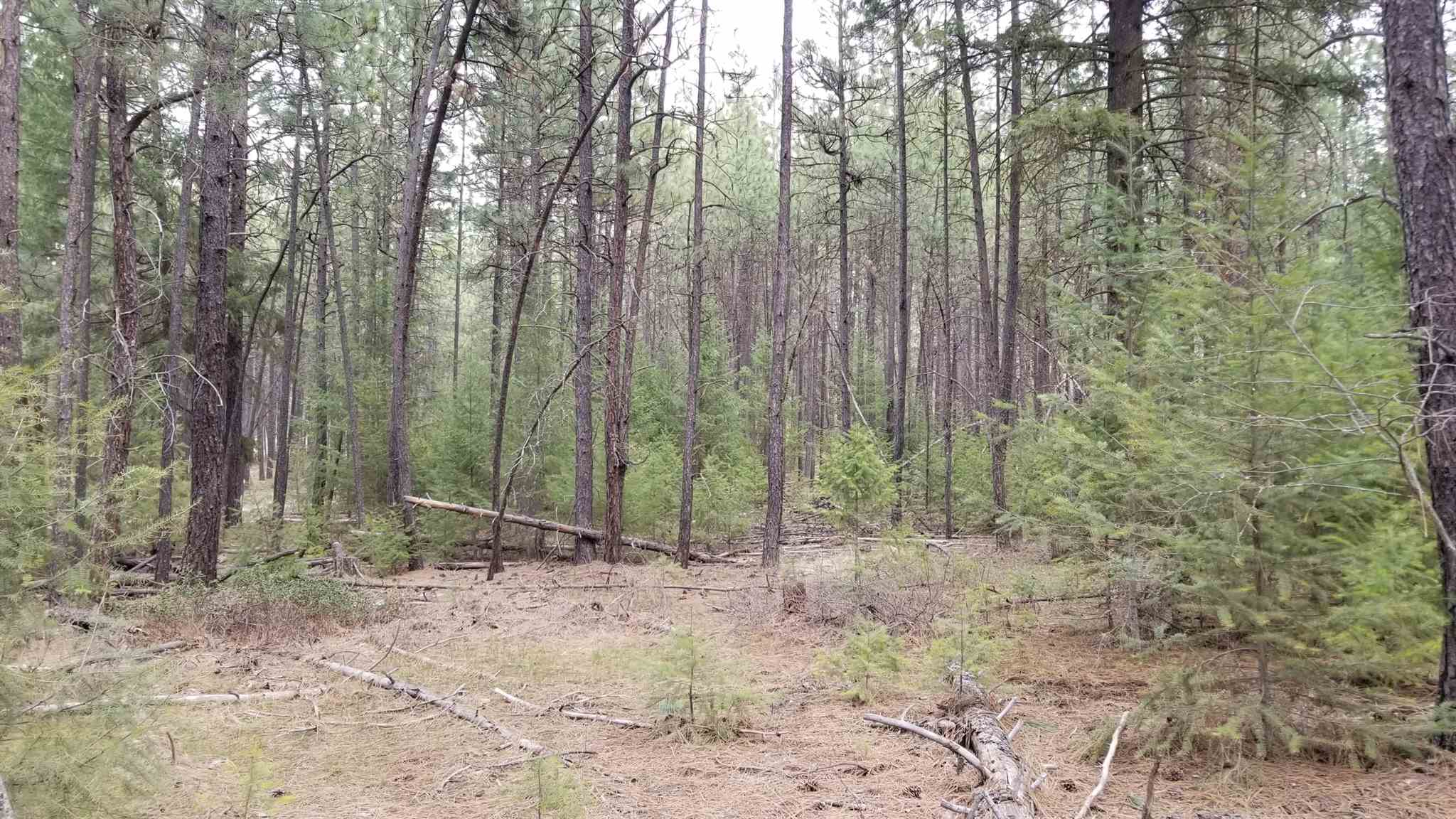 Tbd West Long Lake Road Ford, WA 99013 - Photo 15 of 16