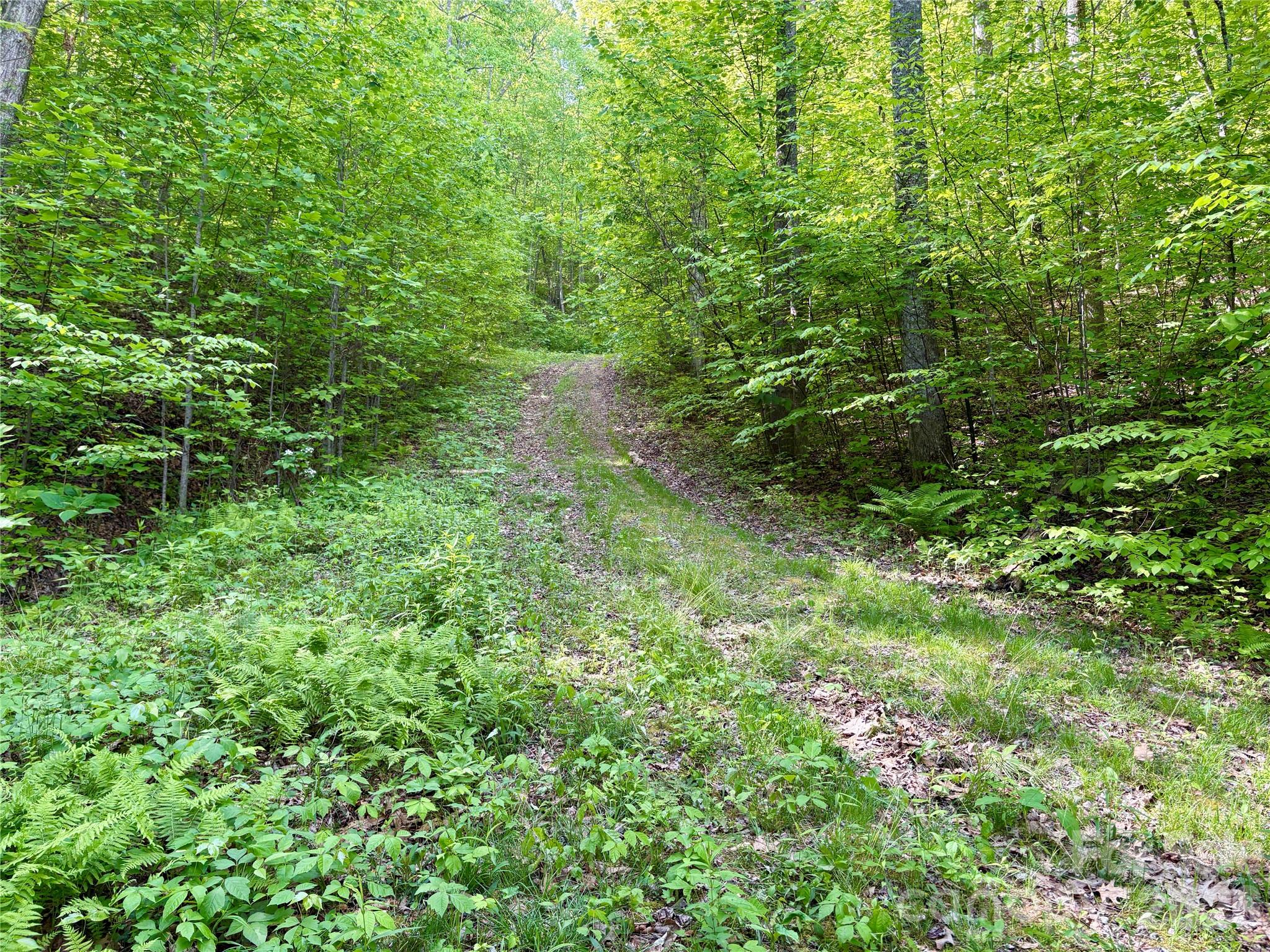 0 Carpenter Road Bryson City, NC 28713 - Photo 16 of 30 Gallery Image 16