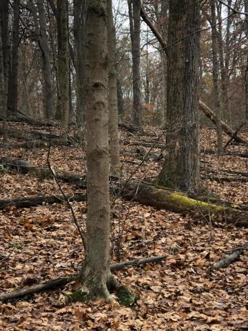 6300 Via-Ken Road Hopewell, OH 43746 - Photo 7 of 11 Gallery Image 7