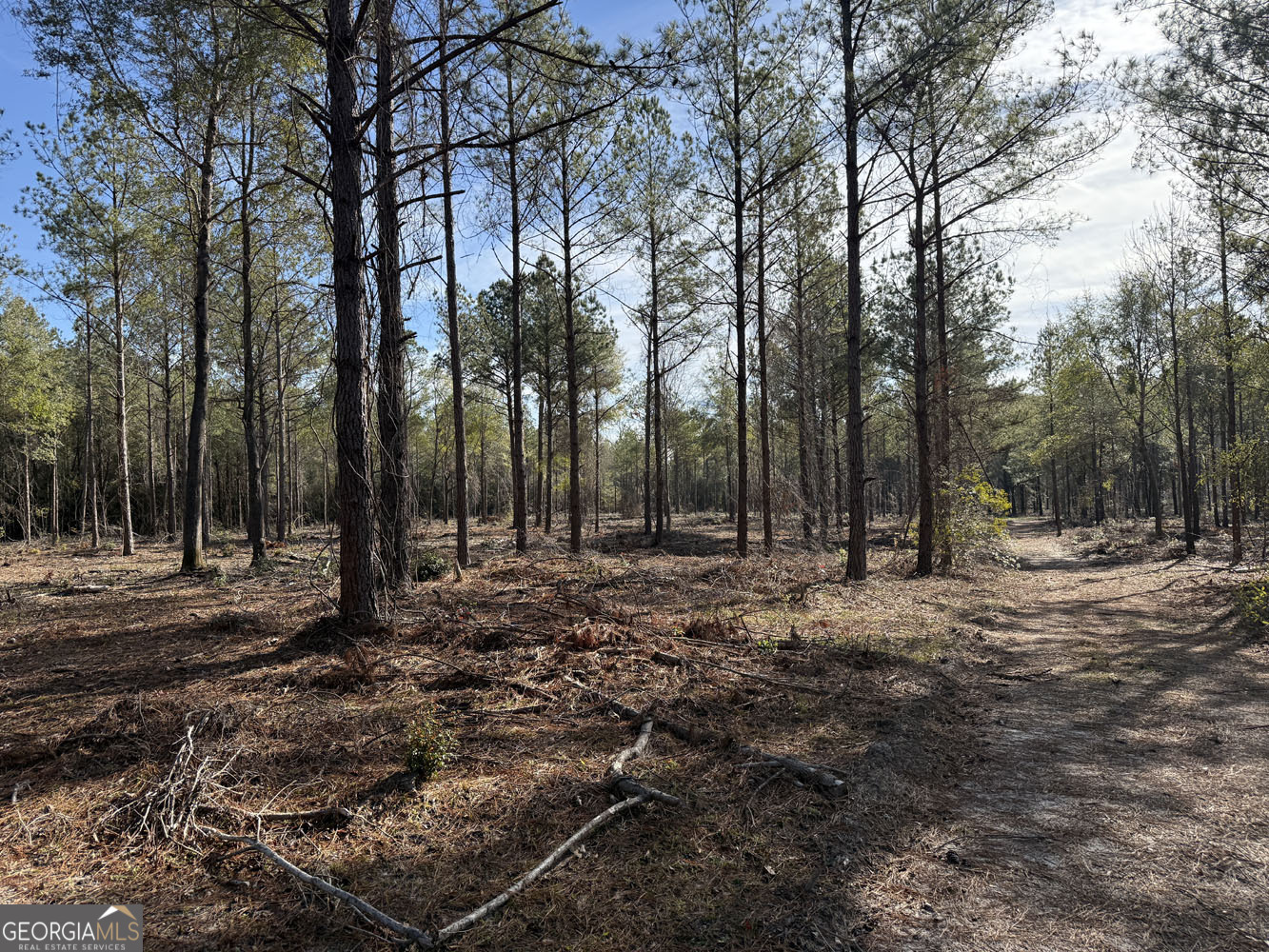 Truslow South Durham Mill Road Jeffersonville, GA 31044 - Photo 6 of 49 a view of a forest with trees