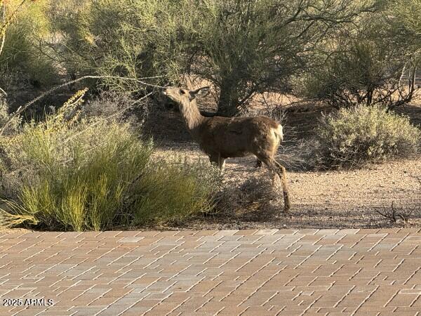 9446 Romping Road Carefree, AZ 85377 - Photo 5 of 119 Wildlife all around!