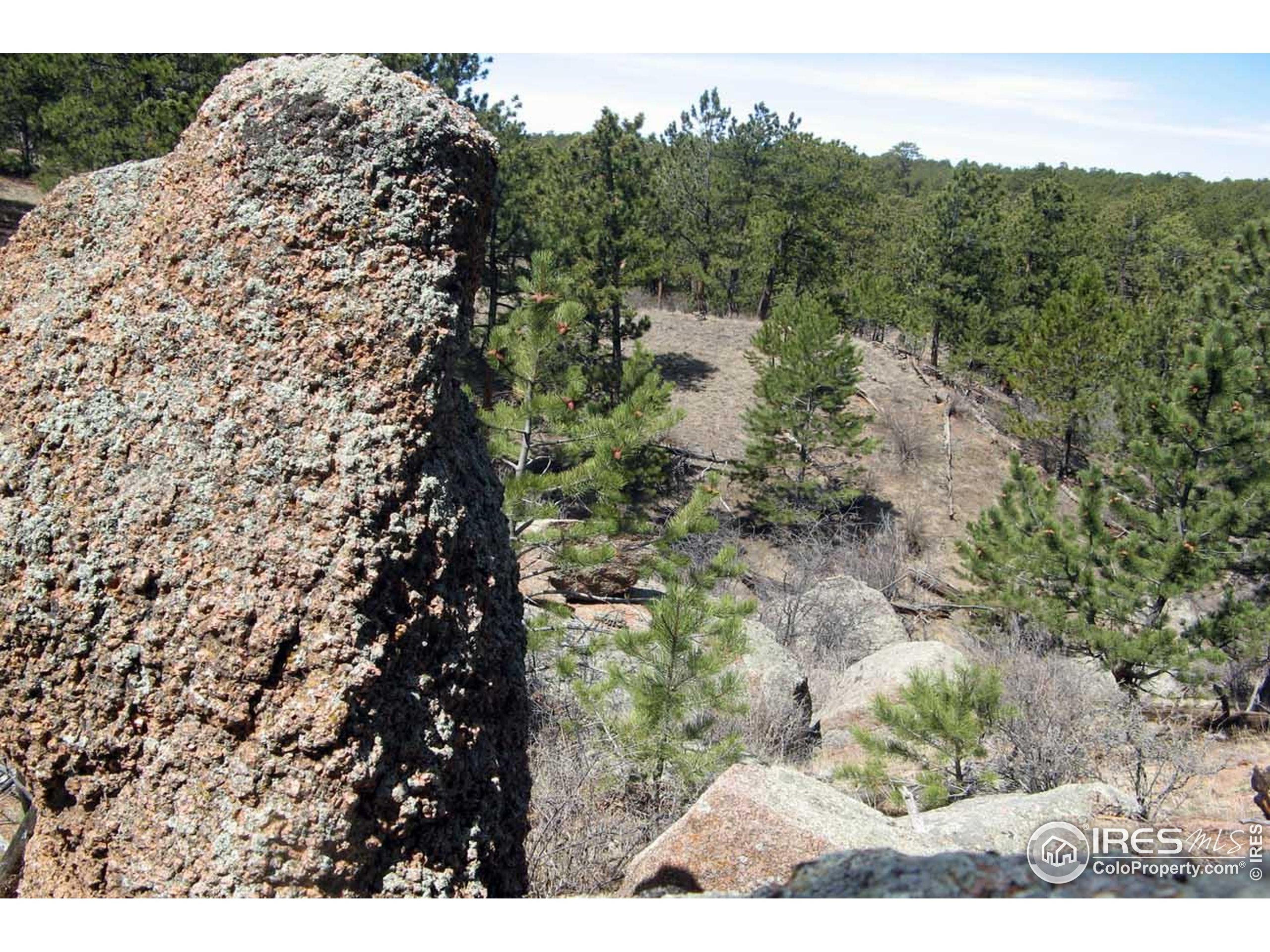 a view of a yard with a forest