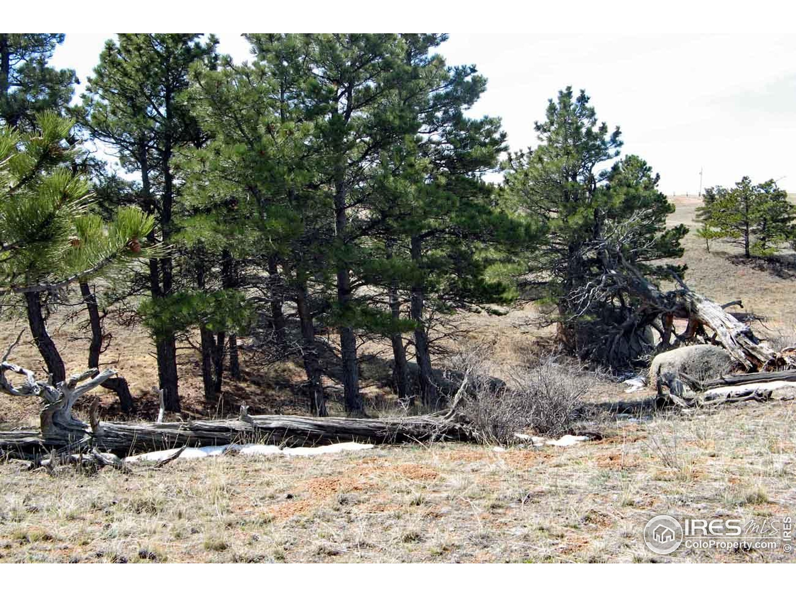 280 Timber Trail Livermore, CO 80536 - Photo 15 of 19 a view of a backyard of the house