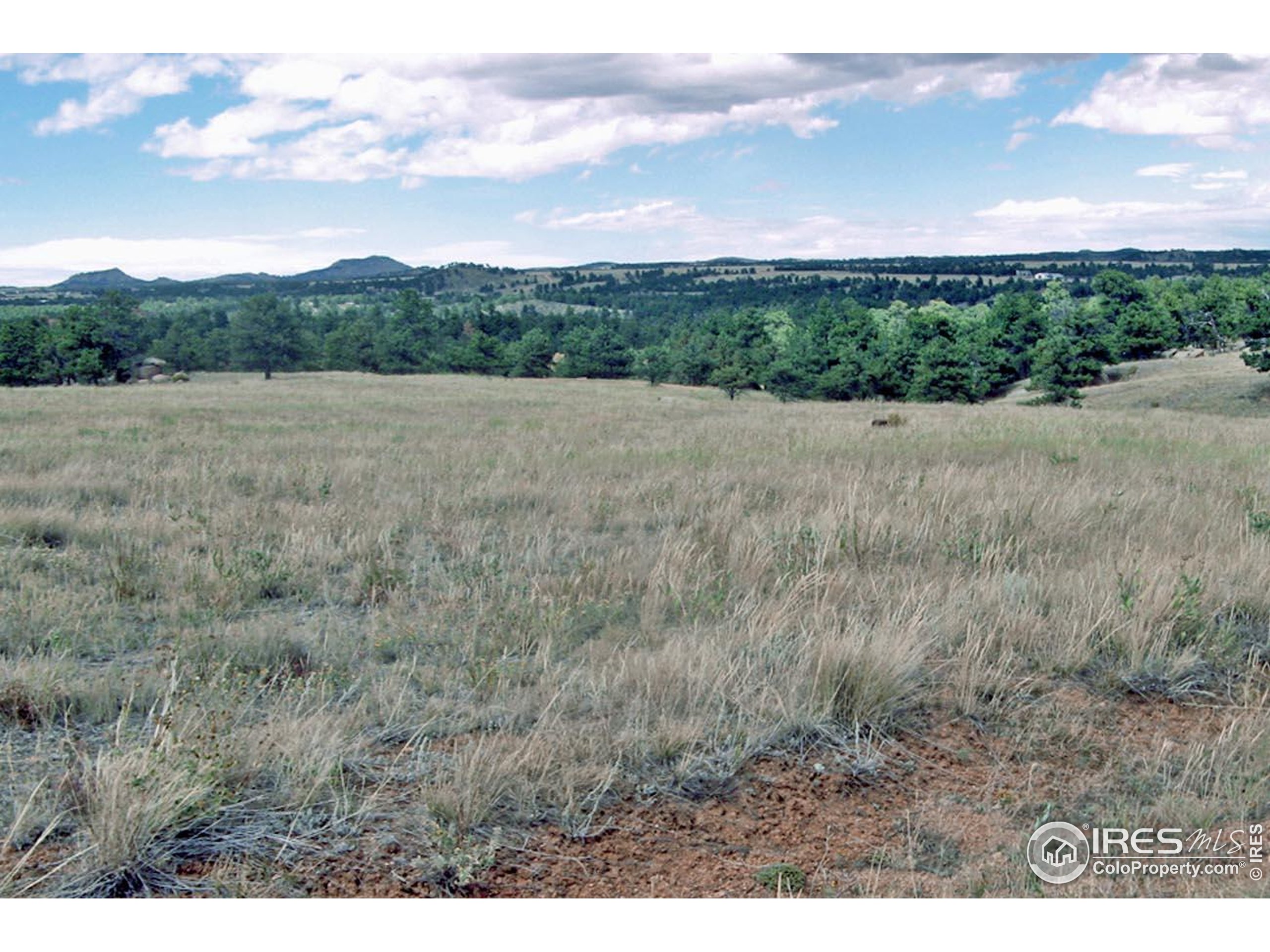 280 Timber Trail Livermore, CO 80536 - Photo 2 of 19 a view of a dry yard with a large tree