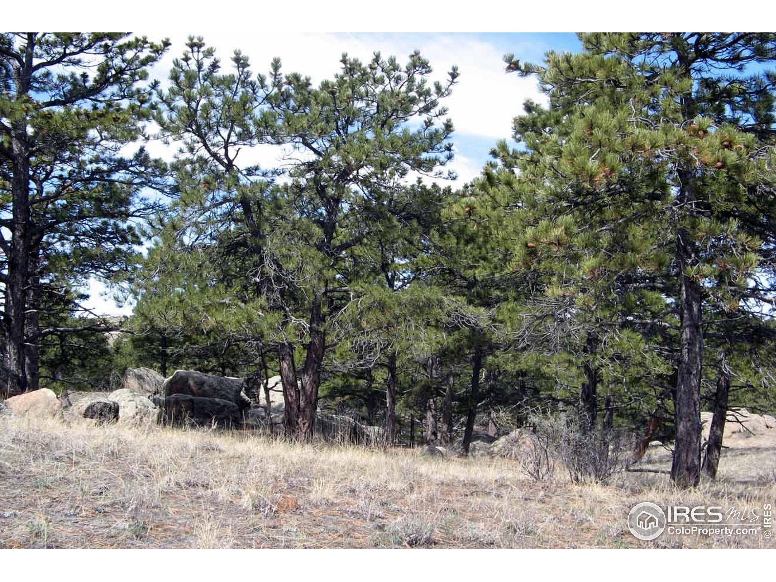280 Timber Trail Livermore, CO 80536 - Photo 7 of 19 a view of outdoor space and yard