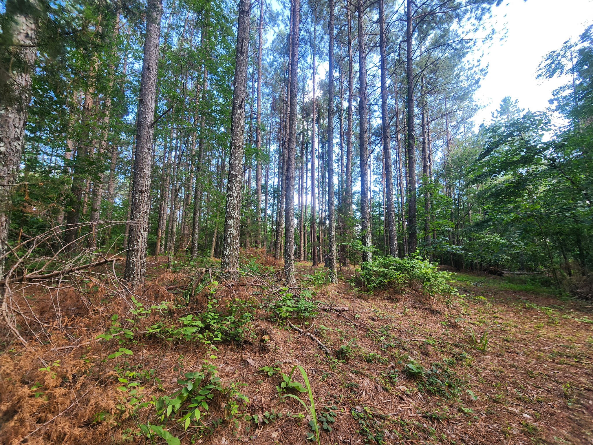 0 Sinking Creek Road Linden, TN 37096 - Photo 13 of 23