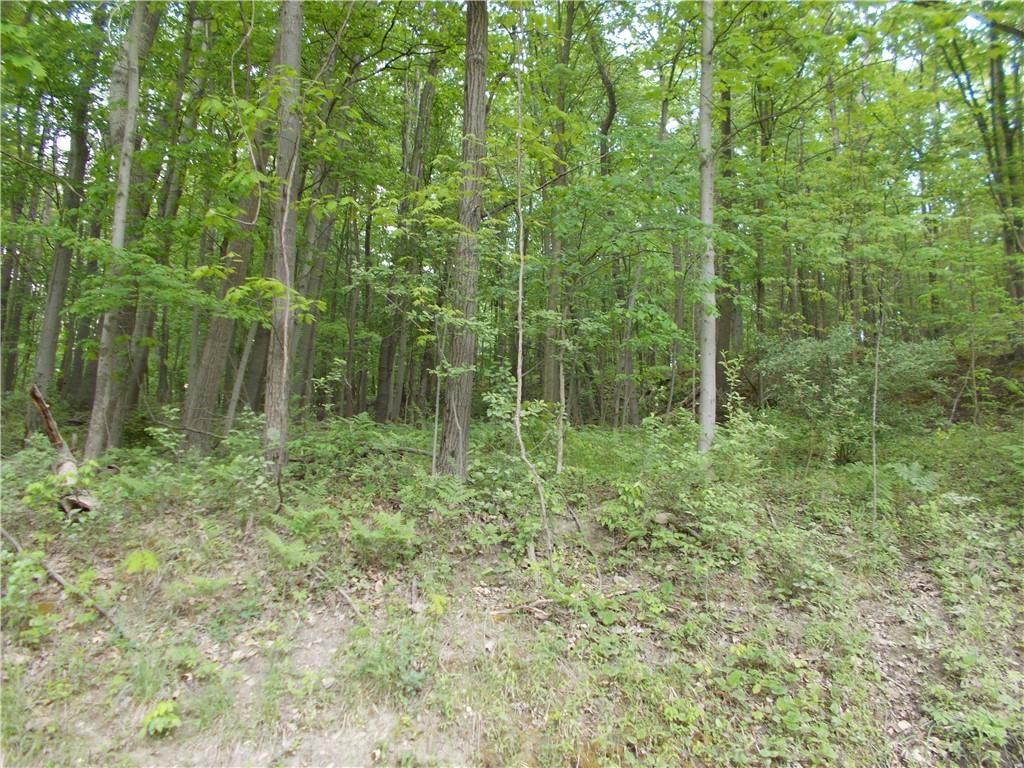 0 Coaltown Road Slippery Rock, PA 16057 - Photo 4 of 4 a lush green forest with lots of trees