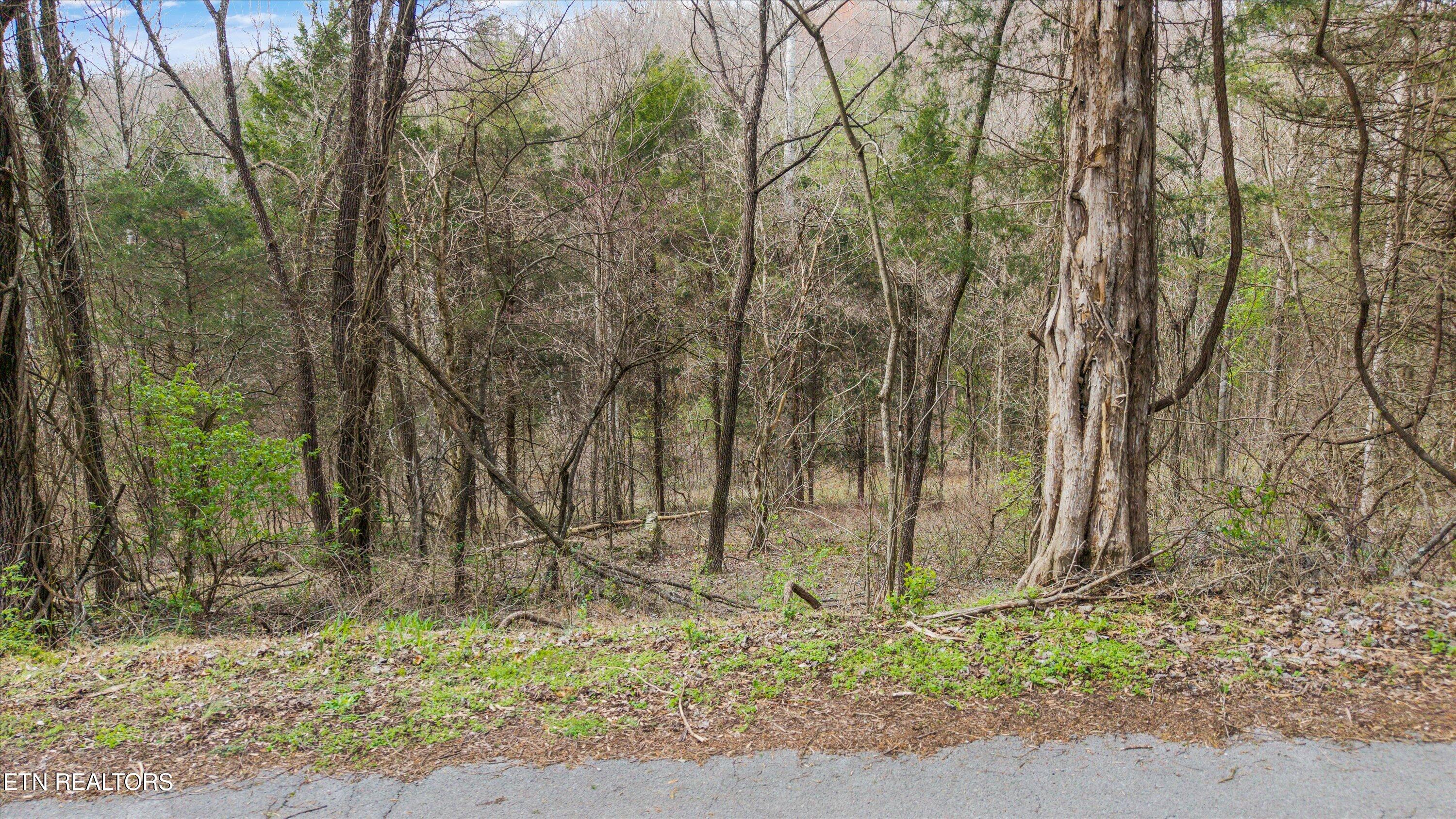 0 Lewis Road Powell, TN 37849 - Photo 4 of 11 IMG_9365