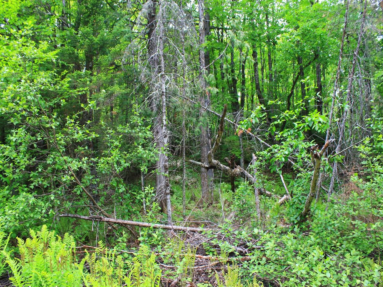 8305 Desperation Road Mercer, WI 54547 - Photo 30 of 41 Gallery Image 30