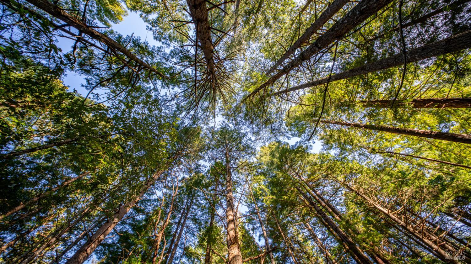 17470 Willow Creek Road Occidental, CA 95465 - Photo 26 of 29