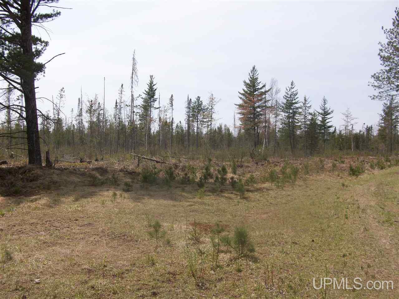 Tbd Tbd Off Sd Road Arnold, MI 49819 - Photo 6 of 6