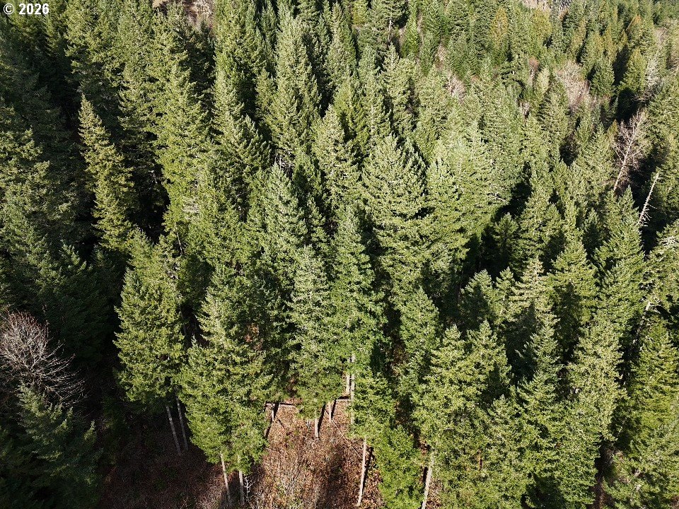 1951 Bear Creek Road Carson, WA 98610 - Photo 5 of 30