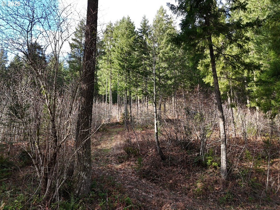 1951 Bear Creek Road Carson, WA 98610 - Photo 6 of 30