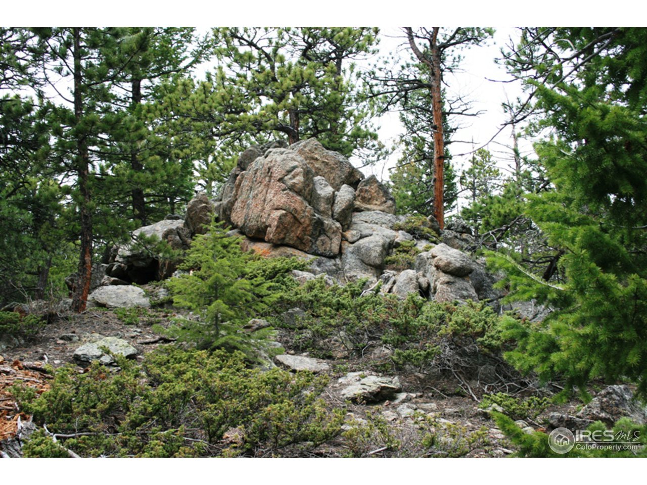 a view of a forest with a tree