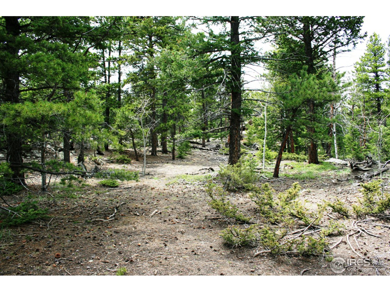 362 Ridge Road Ward, CO 80481 - Photo 3 of 9 a view of outdoor space with trees all around