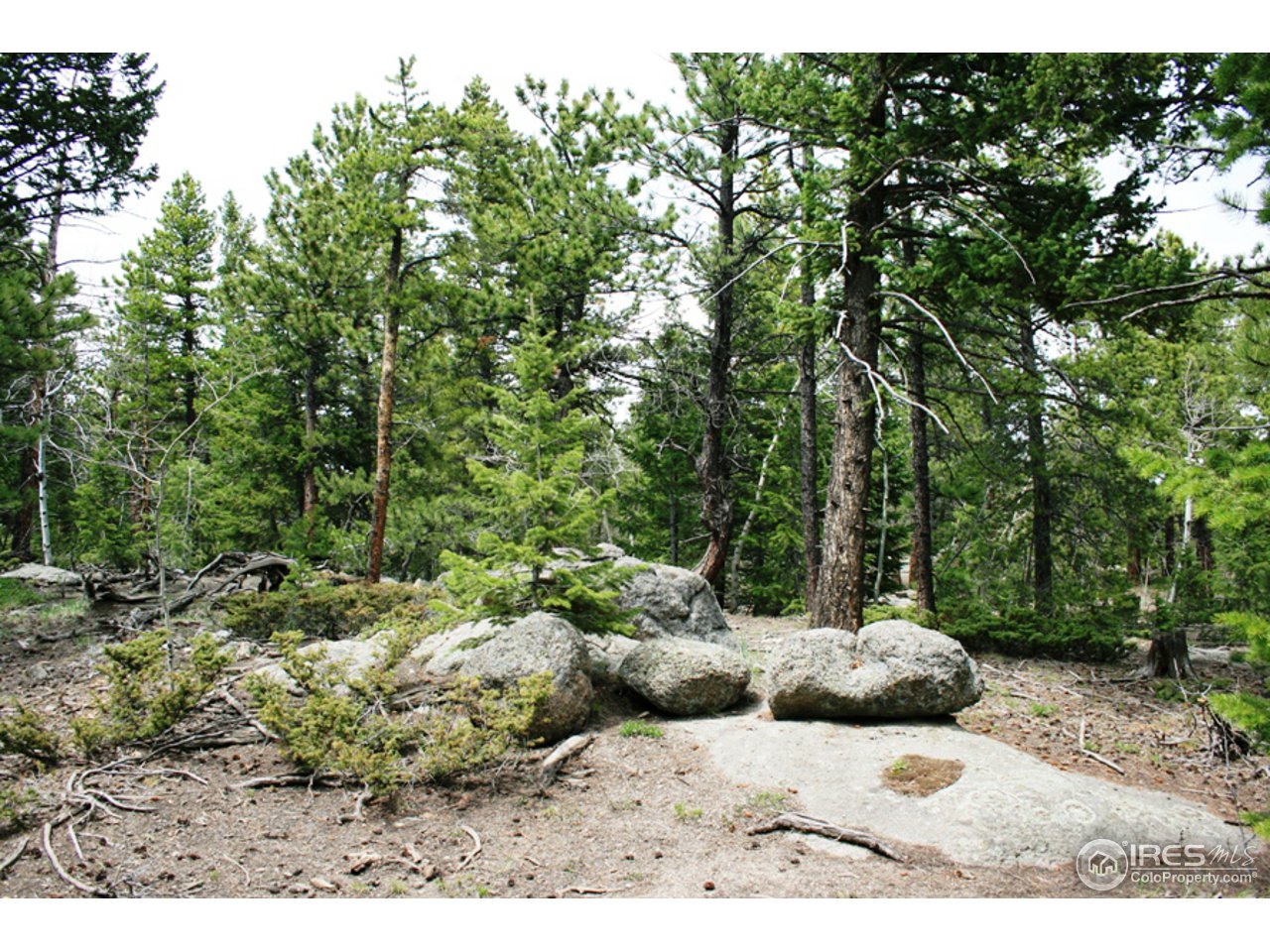 362 Ridge Road Ward, CO 80481 - Photo 4 of 9 a view of a dry yard with lots of green space