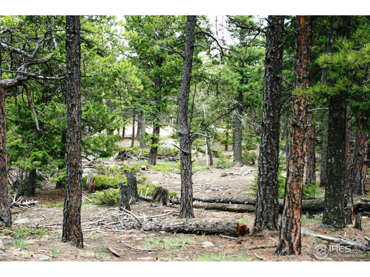 362 Ridge Road Ward, CO 80481 - Photo 6 of 9 a view of a yard with lots of trees