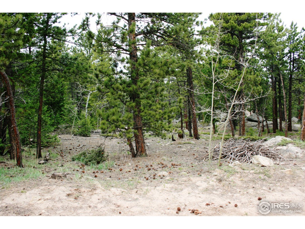 362 Ridge Road Ward, CO 80481 - Photo 8 of 9 a view of a dirt road with trees in the background