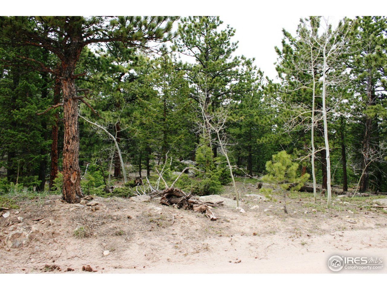 362 Ridge Road Ward, CO 80481 - Photo 9 of 9 a view of a forest filled with trees