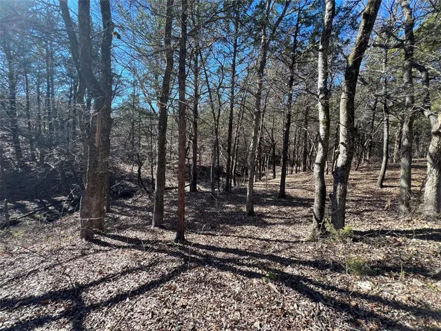 a view of a forest filled with trees