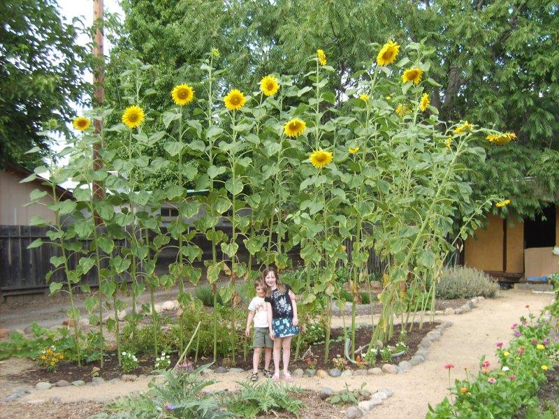 4459 East Bonnyview Road Redding, CA 96001 - Photo 3 of 10 Great Soil! 18ft Sunflowers