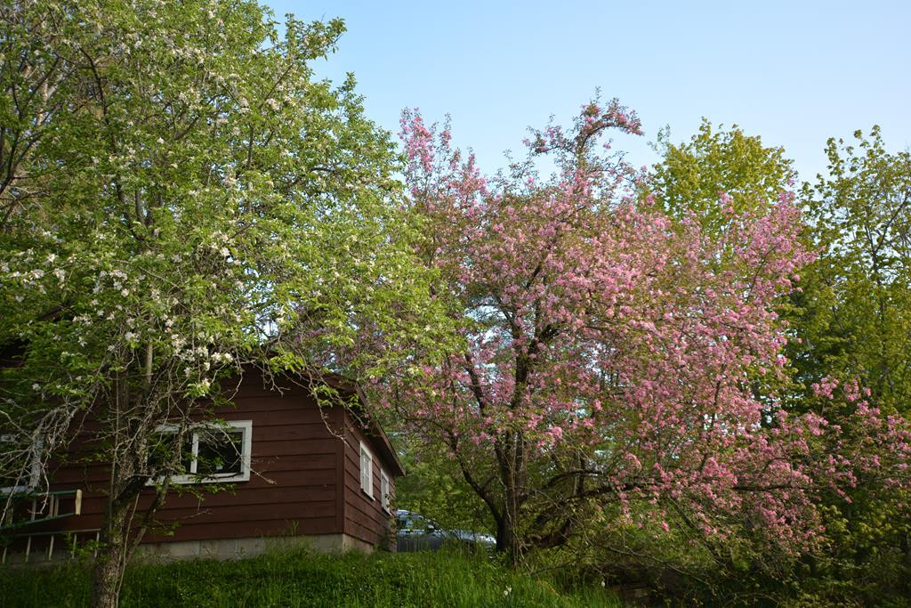 284 Swinyer Road Vermontville, NY 12989 - Photo 14 of 14 Gallery Image 14