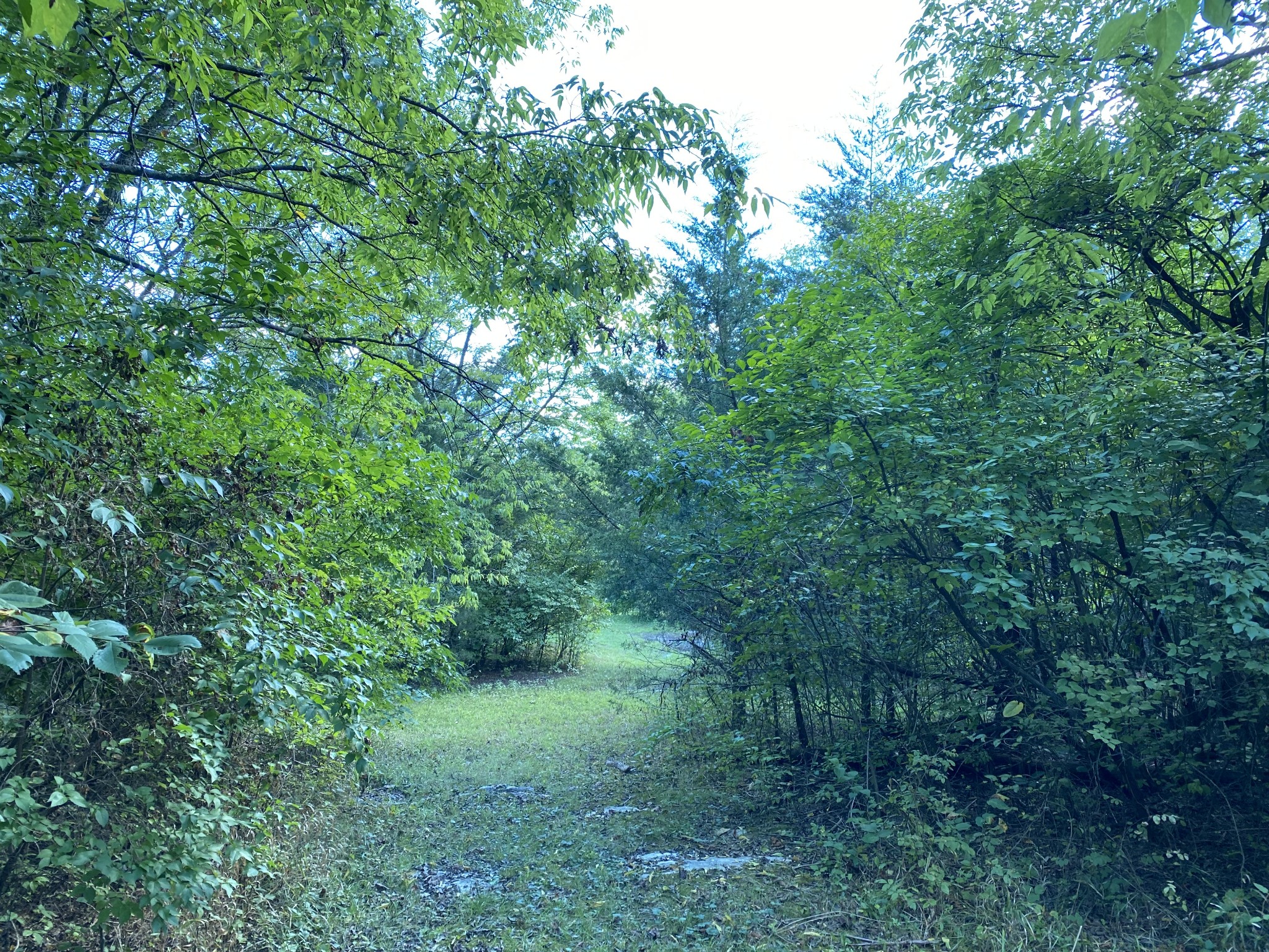 675 Holloway Road Lebanon, TN 37090 - Photo 26 of 32 a view of a lush green forest