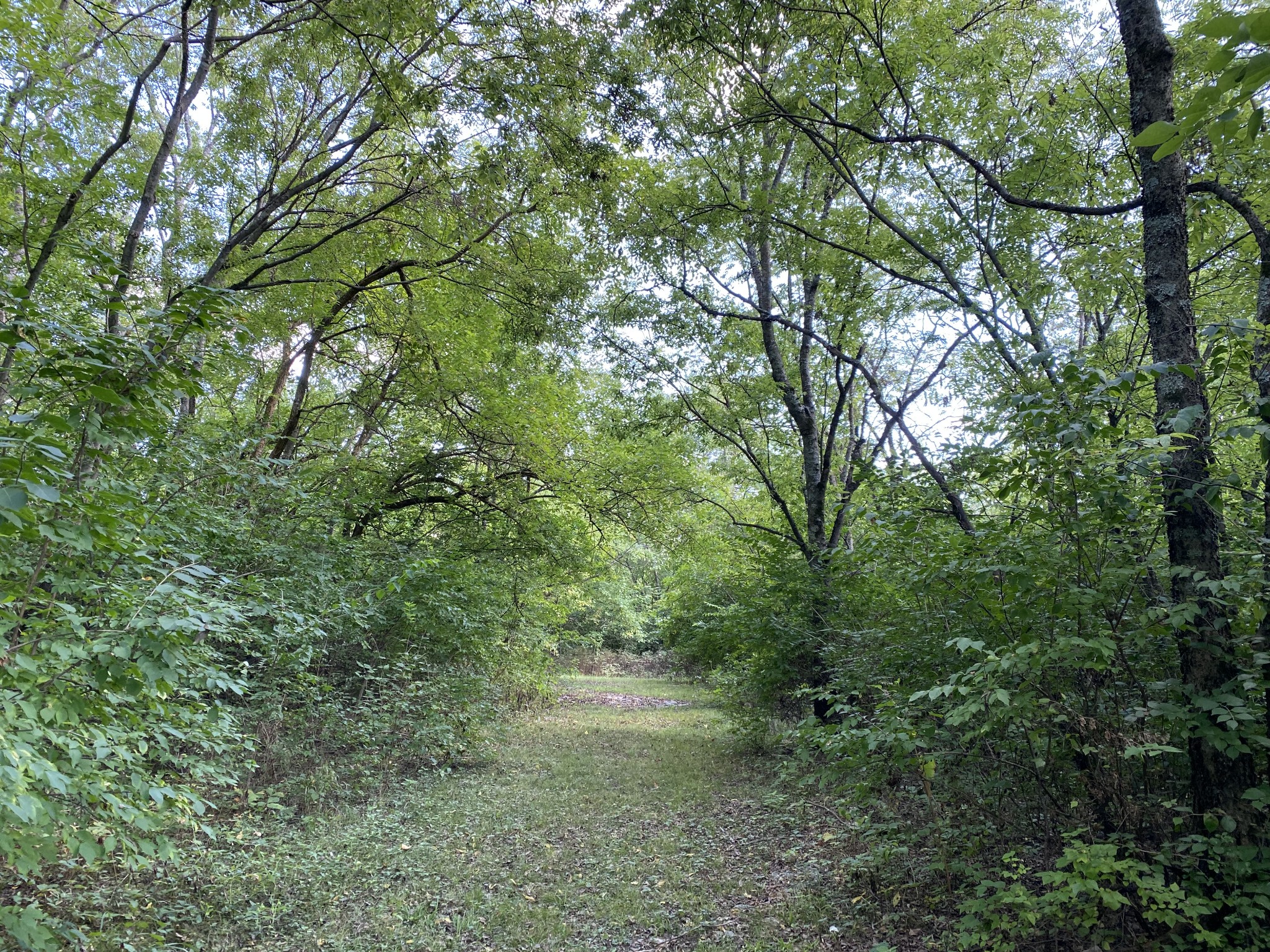 675 Holloway Road Lebanon, TN 37090 - Photo 27 of 32 a view of a yard with a tree