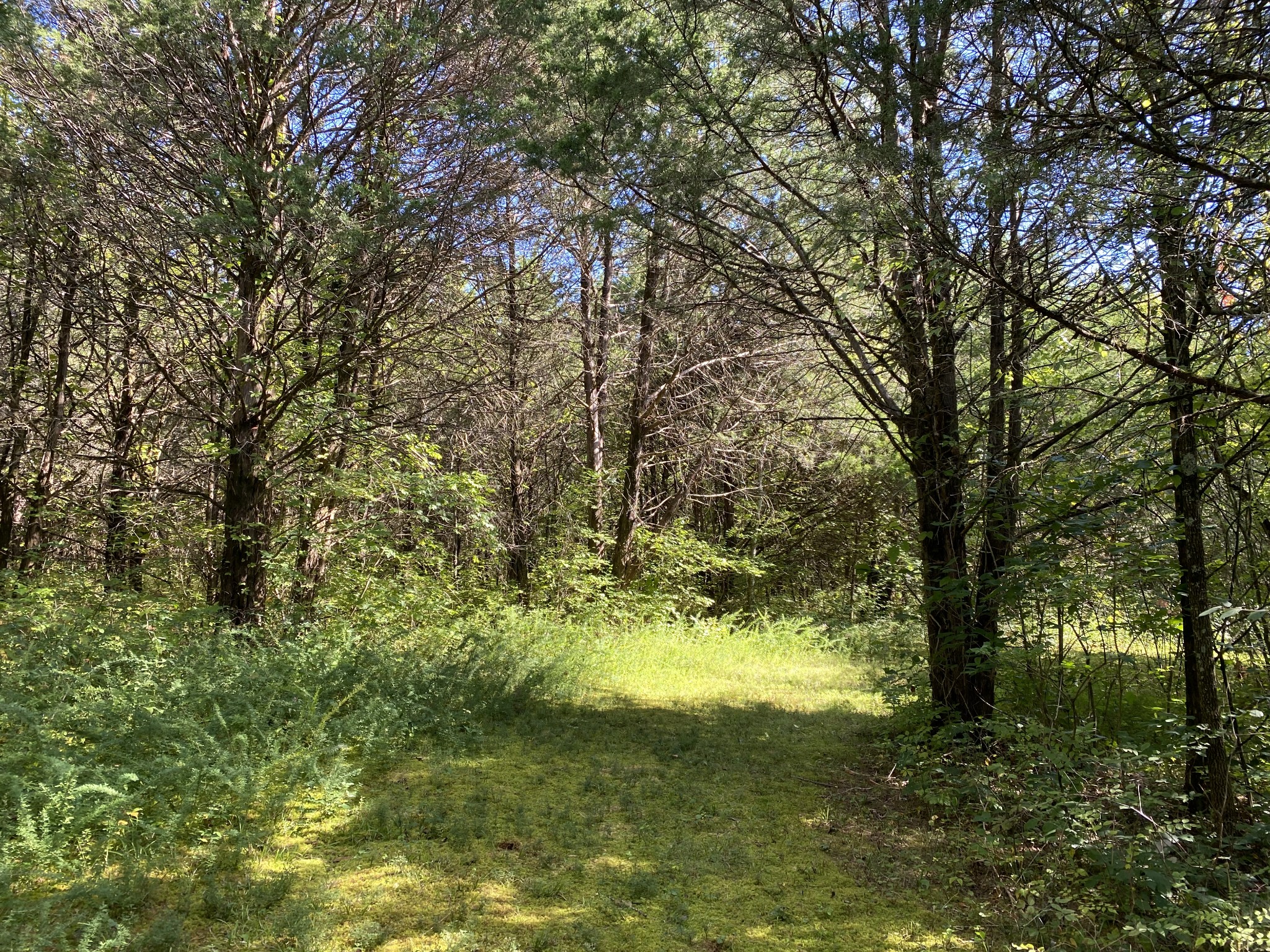 675 Holloway Road Lebanon, TN 37090 - Photo 29 of 32 a view of a yard with large trees