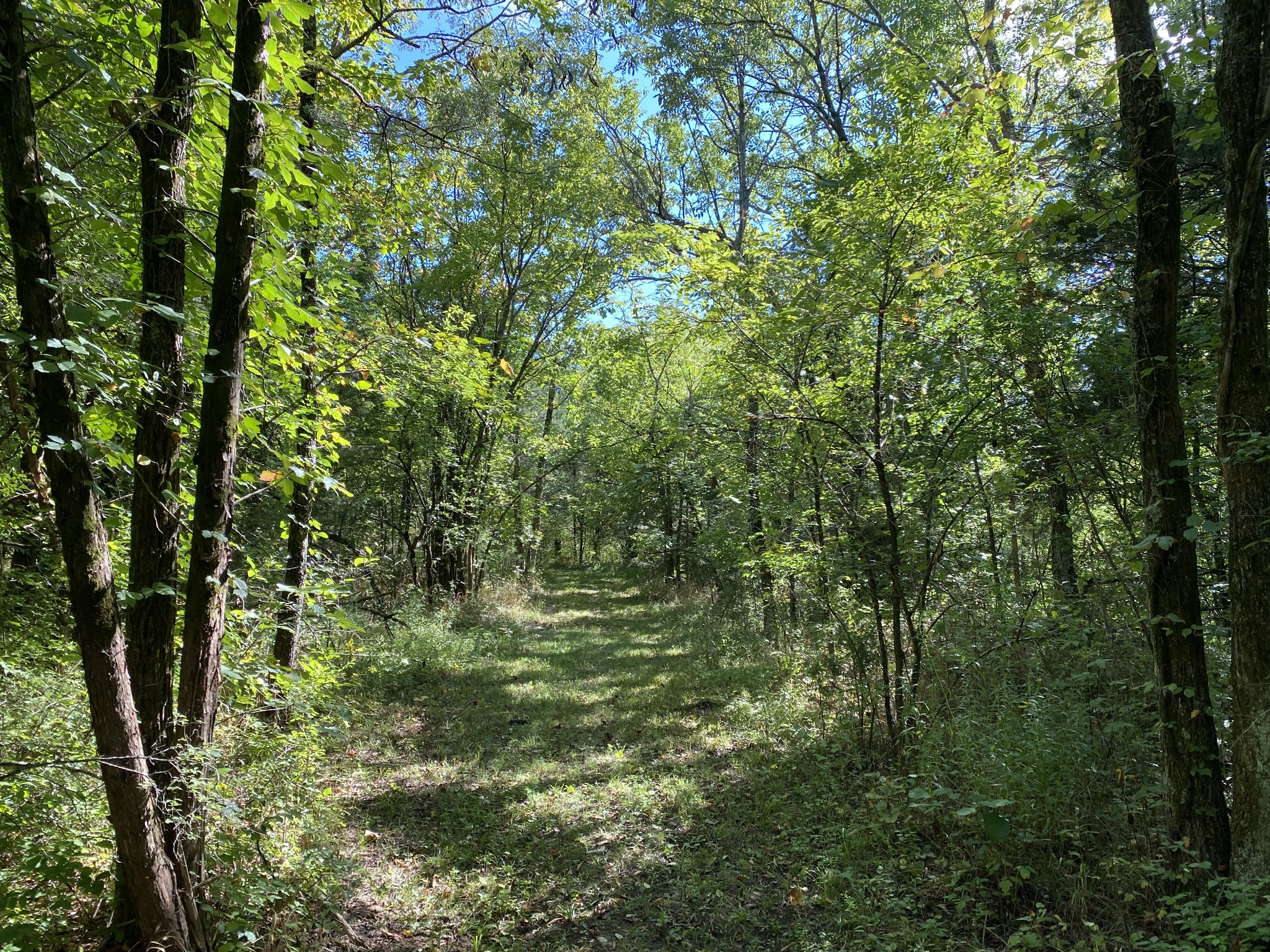 675 Holloway Road Lebanon, TN 37090 - Photo 30 of 32 a view of a lush green forest