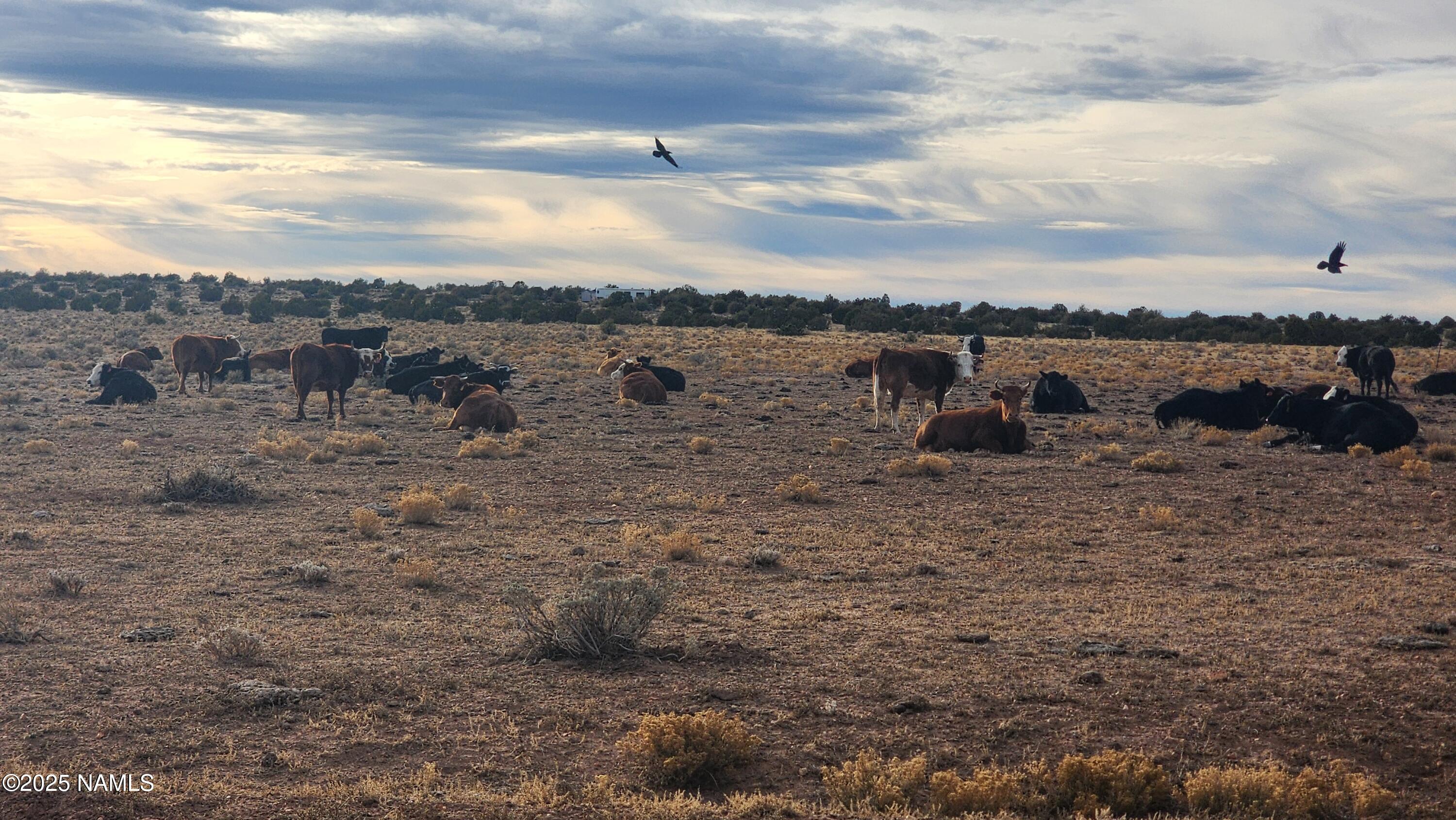 10500 West Line Cook Trail Williams, AZ 86046 - Photo 39 of 46 1000023542