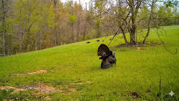 $585,000 | 0 Elk Drive, Waverly, TN 37185