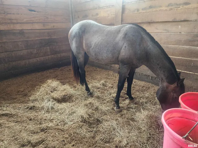 $749,000 | 1230 Highway 45, Vienna, IL 62995