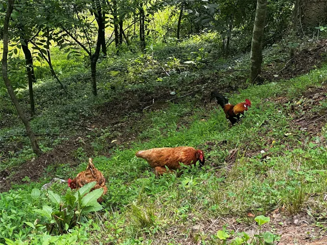 a backyard of a house with lots of green space